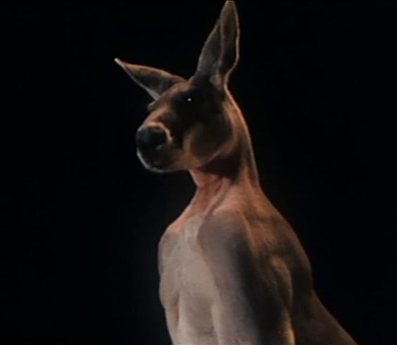 Kangaroo